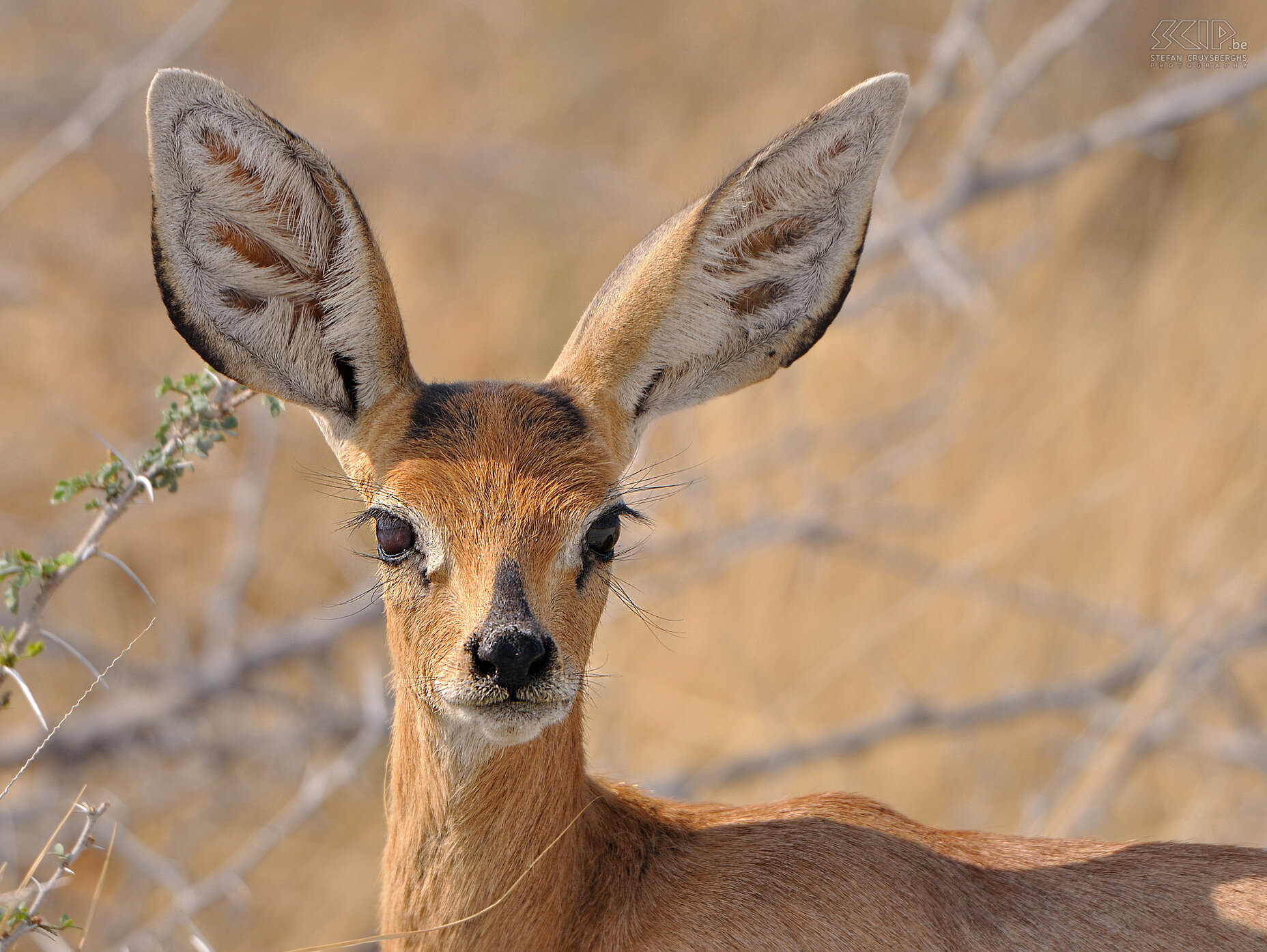 Etosha - Steenbok Close-up van een steenbok. Stefan Cruysberghs